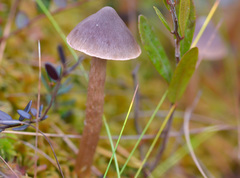 Cortinarius hemitrichus