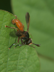 Conops aurantius