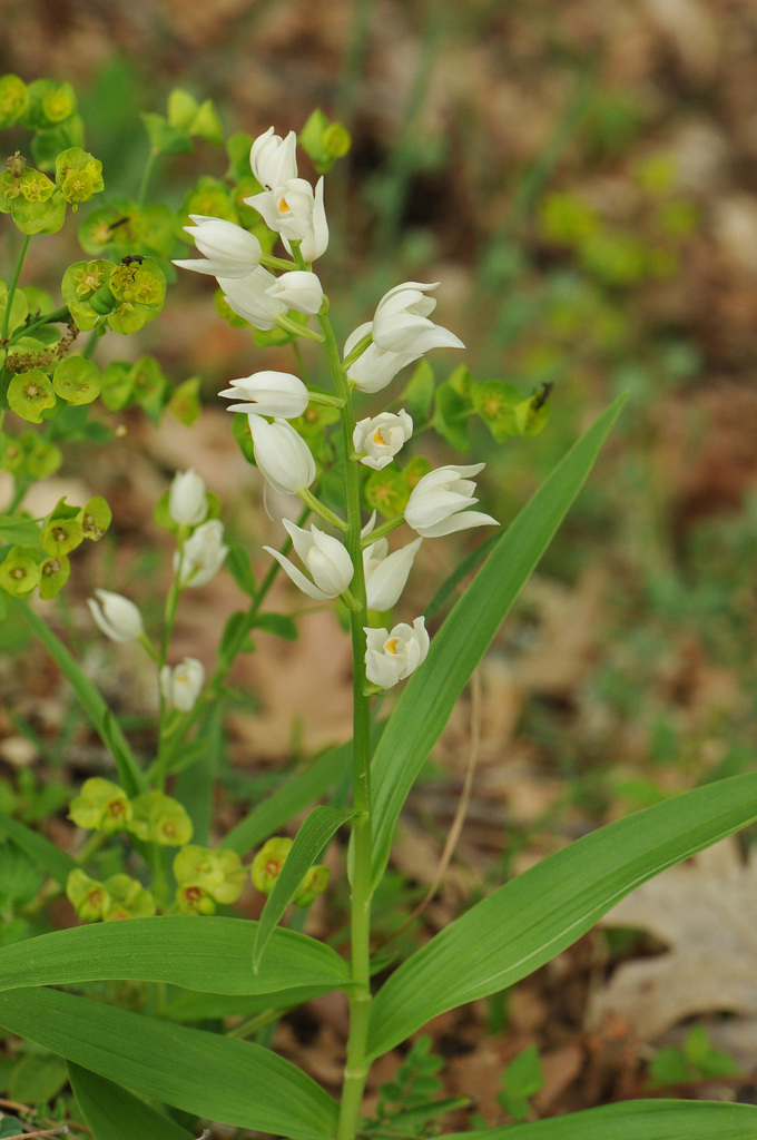 Cephalanthera longifolia