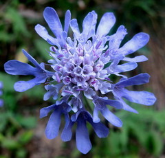 Scabiosa columbaria columbaria