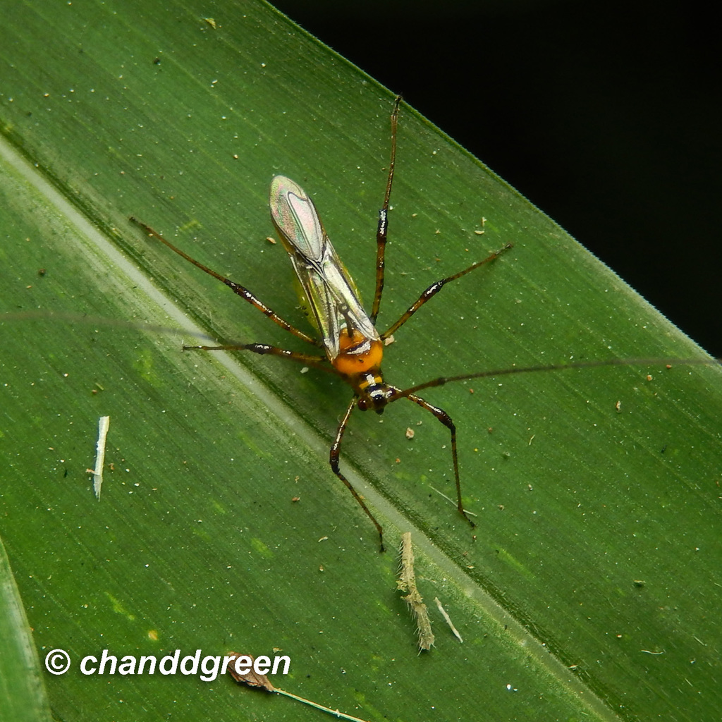 Tea mosquito bug