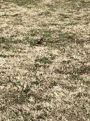 Turdus migratorius