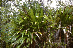 Stelestylis