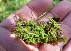 Lophocolea semiteres