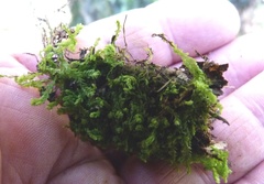 Lophocolea semiteres