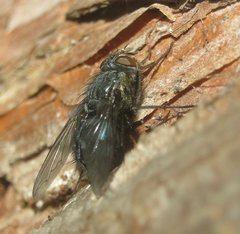 Calliphora vicina