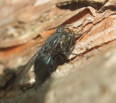 Calliphora vicina