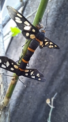 Amata