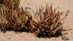 Aloe asperifolia image