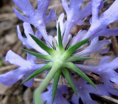 Scabiosa columbaria columbaria