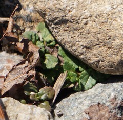 Veronica arvensis