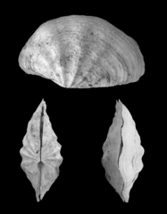 Tridacna mbalavuana