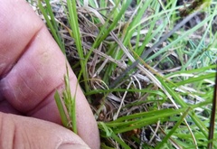 Carex inversa