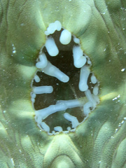 Tridacna mbalavuana