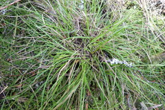 Carex inversa