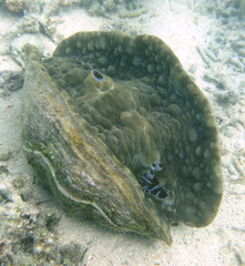 Tridacna mbalavuana