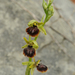 Ophrys sphegodes epirotica - Photo (c) Todd Boland, some rights reserved (CC BY), uploaded by Todd Boland