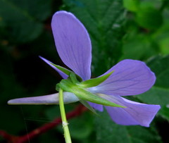 Viola cornuta