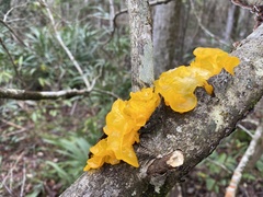 Tremella mesenterica image