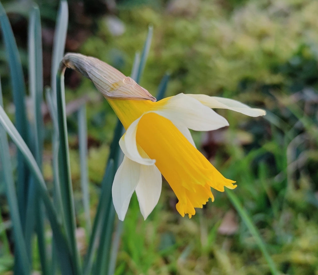 Wild daffodil
