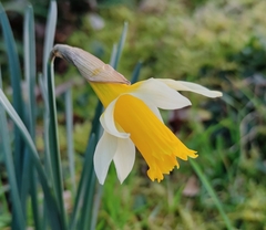 Narcissus nobilis