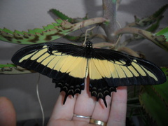 Heraclides androgeus laodocus