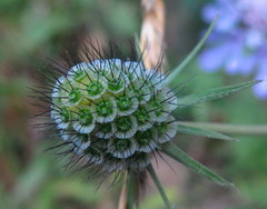 Scabiosa columbaria columbaria