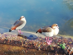 Alopochen aegyptiaca