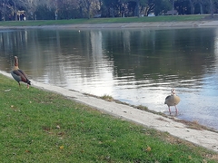 Alopochen aegyptiaca