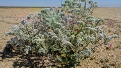 Heliotropium tubulosum