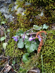 Viola alba dehnhardtii