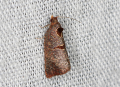 Glyphidoptera insignana
