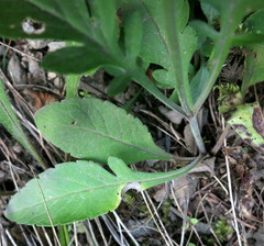 Scabiosa columbaria columbaria