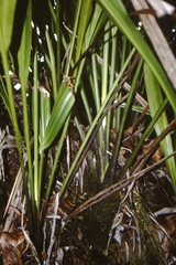 Stelestylis