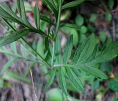 Scabiosa columbaria columbaria