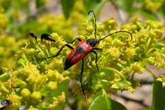 Stictoleptura cordigera