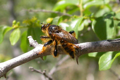 Pogonosoma maroccanum