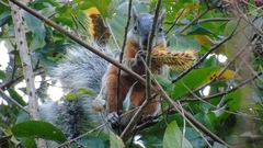 Sciurus aureogaster nigrescens