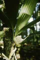 Thoracocarpus bissectus