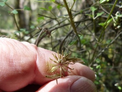 Clematis quadribracteolata