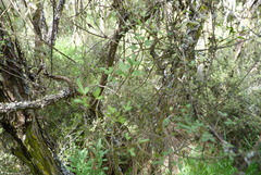 Clematis quadribracteolata