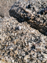 Echinolittorina modesta