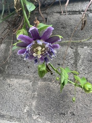 Passiflora quadrangularis