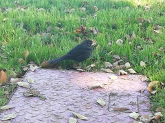 Turdus merula
