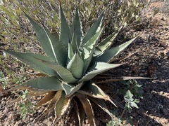 Agave simplex
