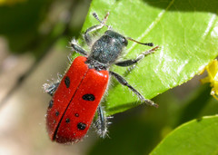 Trichodes octopunctatus