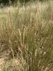 Poaceae