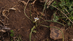Romulea columnae