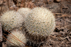 Mammillaria jaliscana jaliscana