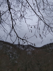 Alnus glutinosa barbata